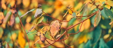 Event-Image for 'Achtsamkeit - Herbstfarben im Alten Botanischen Garten'