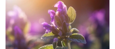 Event-Image for 'Freundinnentag'