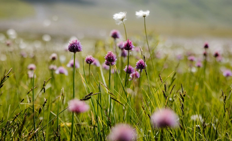 Event-Image for 'Alpkräuter Workshop'