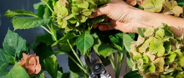 Event-Image for 'Hortensien: Tipps f&uuml;r Schnitt und Pflege'