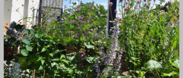 Event-Image for 'Balkonoasen mit einheimischen Pflanzen'