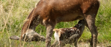 Event-Image for '14. Winterkino - Bambi - Eine Lebensgeschichte aus dem Wald'