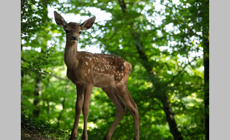 Event-Image for 'Bambi. Eine Lebensgeschichte aus dem Wald'