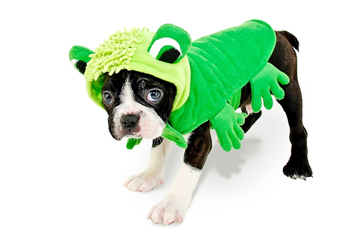 Hund im Froschkostüm