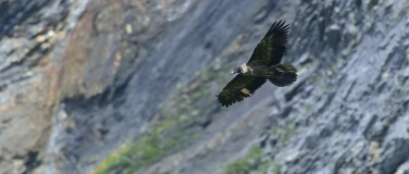 Event-Image for 'Zu den Bartgeiern'