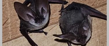 Event-Image for 'Batnight in Bischofszell – Fledermäusen auf der Spur'