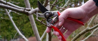 Event-Image for 'Schnittkurs an Obstbäumen'