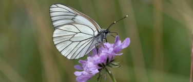 Event-Image for 'Schmetterlinge - Juwelen unserer Natur'