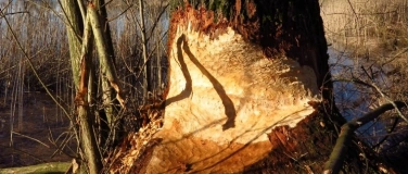 Event-Image for 'Dem Biber auf der Spur'