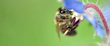 Event-Image for 'Vortrag Wildbienen - eine Liebeserklärung'