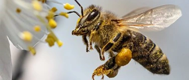 Event-Image for 'Assistenztreffen: Führung durch Lehrbienenstand'