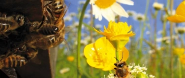 Event-Image for 'NVVT: Bienenvortrag'