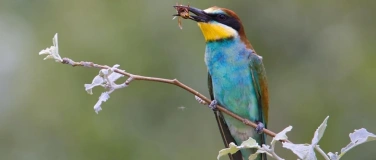 Event-Image for 'Faszinierend, Kurios, Erschreckend: Unsere Biodiversit&auml;t'