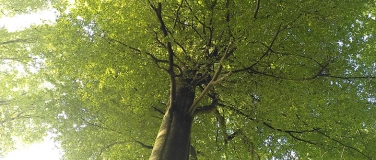 Event-Image for 'Bäume als Lebensbegleiter'