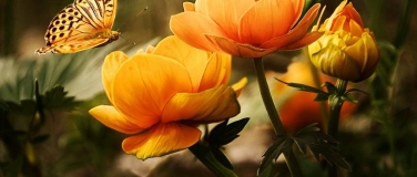 Event-Image for 'meet&greet f&uuml;r freiwilliges Engagement'