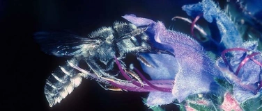 Event-Image for 'Die &laquo;anderen&raquo; Bienen &ndash; die faszinierende Welt der Wildbienen'