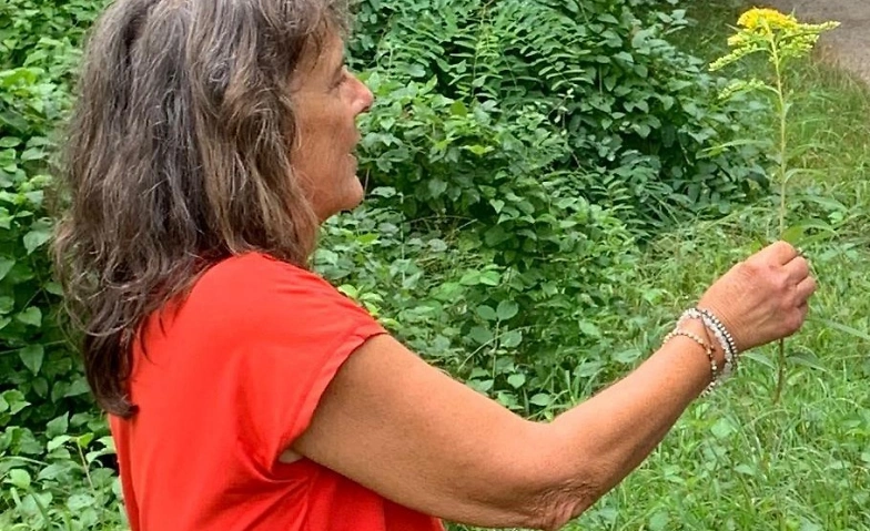 Wildpflanzen-Spaziergang in Niederlenz Tickets