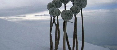 Event-Image for 'Mit dem Verlust leben lernen'