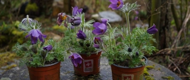 Event-Image for 'Wildstr&auml;ucher-Markt f&uuml;r Hobbyg&auml;rtner'