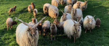 Event-Image for 'Feierabendwanderungen mit Besuch der Zackelschafe'