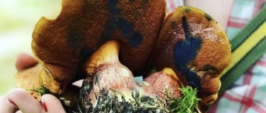 Event-Image for 'Pilz-Exkursion'