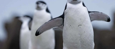 Event-Image for 'Geheimnisvolle Pinguine - Schulkino Films for Future 2025'