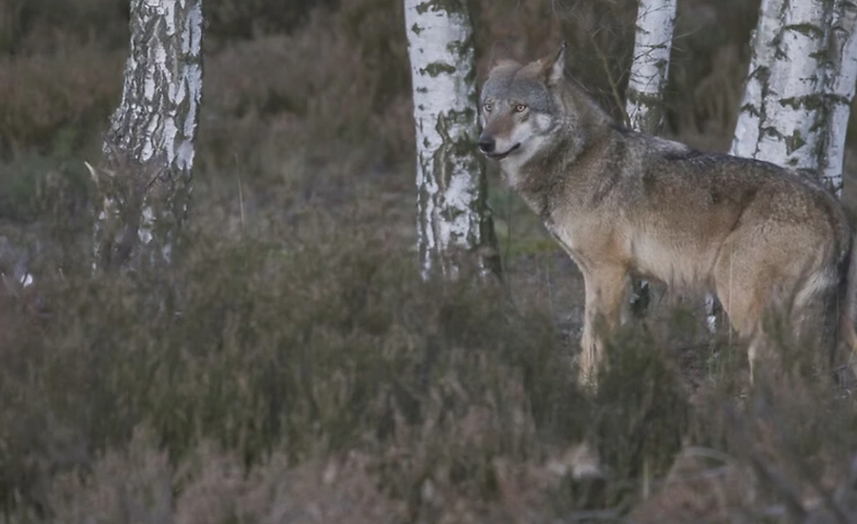 Die geheime Welt der Tiere - Unter Wölfen Billets
