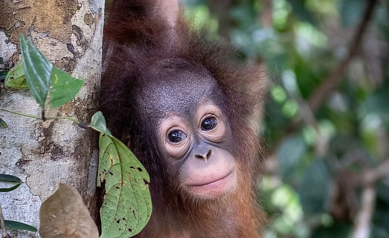 Orang Utans - Die Unbekannten Menschenaffen Tickets