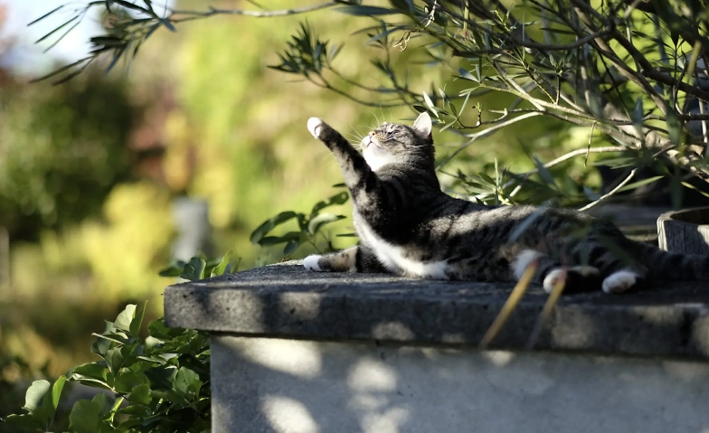 Event-Image for 'Mini-Mozart'