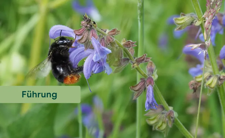Event-Image for 'Biodiversit&auml;tsf&uuml;hrung'