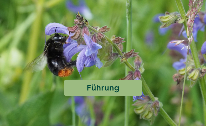 Event-Image for 'Biodiversit&auml;tsf&uuml;hrung'