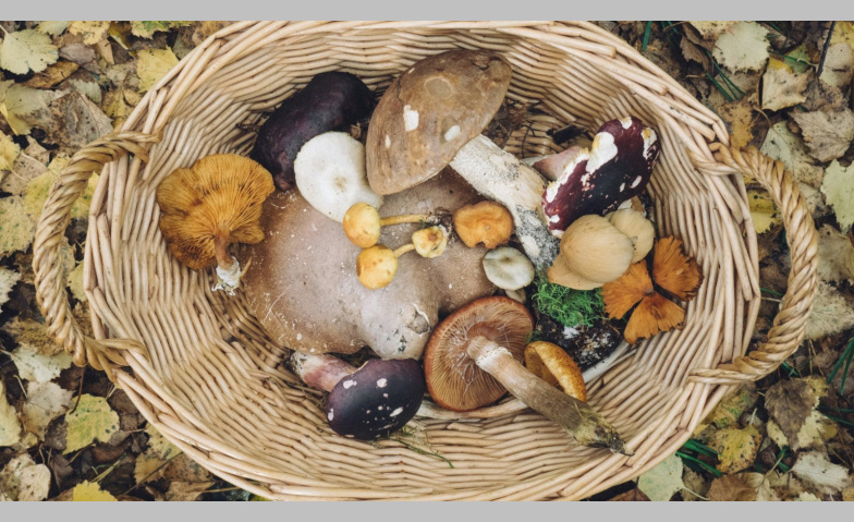 Event-Image for 'Biopilze selbst z&uuml;chten'