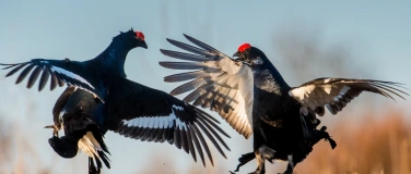 Event-Image for 'Tanz der Birkh&auml;hne &ndash; Exkursion im Morgengrauen'