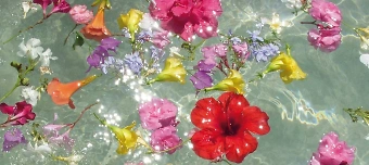 Organisateur de Kakaozeremonie