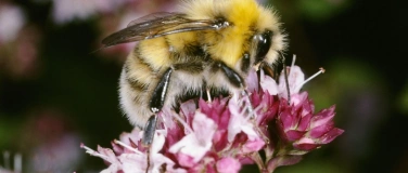 Event-Image for 'Vortrag Wildbienen - eine Liebeserklärung'