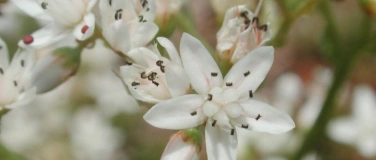 Event-Image for 'Wildpflanzen- und Kr&auml;utermarkt Pratteln'