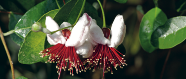 Event-Image for 'Brächete im Botanischen Garten'