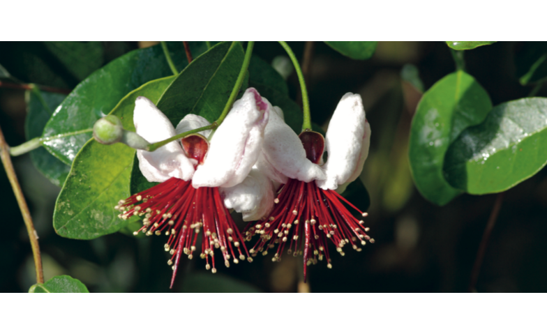 Event-Image for 'Brächete im Botanischen Garten'