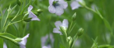 Event-Image for 'Brächete: von Flachs zu Lein'
