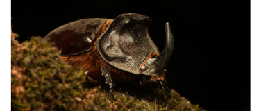 Event-Image for 'Bugbusters – Hollywoods heimliche Stars (Käfer &#038; kundig'