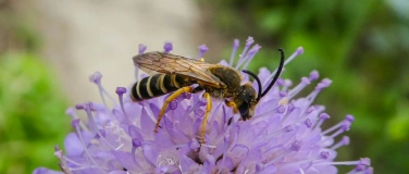 Event-Image for 'Ein Restaurant f&uuml;r Bienen'