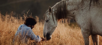 Organisateur de Horses and their profound message!