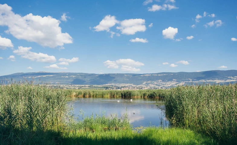 NVVT: Vogelexkursion Champ Pittet Billets