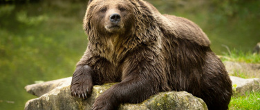 Event-Image for 'Fotokurs / Fotoworkshop im Tierpark Langenberg'