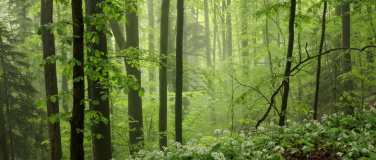 Event-Image for 'Fotokurs / Fotoworkshop B&auml;rlauch im Sihlwald (Fotografie)'