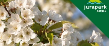 Event-Image for 'Gef&uuml;hrte Wanderung w&auml;hrend der Kirschenbl&uuml;te'