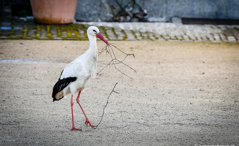 Event-Image for 'La vie des cigognes du Haras national suisse'