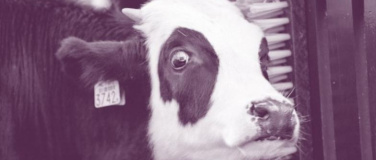 Event-Image for 'Cineclub Sg - Carte Blanche: Wunschfilm'