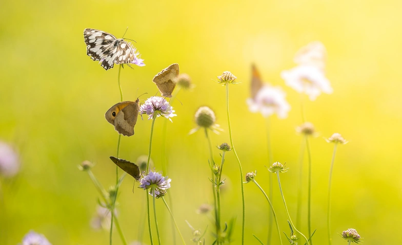 Event-Image for 'Naturfotografie f&uuml;r Kinder von 7 bis 13'