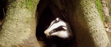 Event-Image for 'Das geheimnisvolle Leben der Dachse'